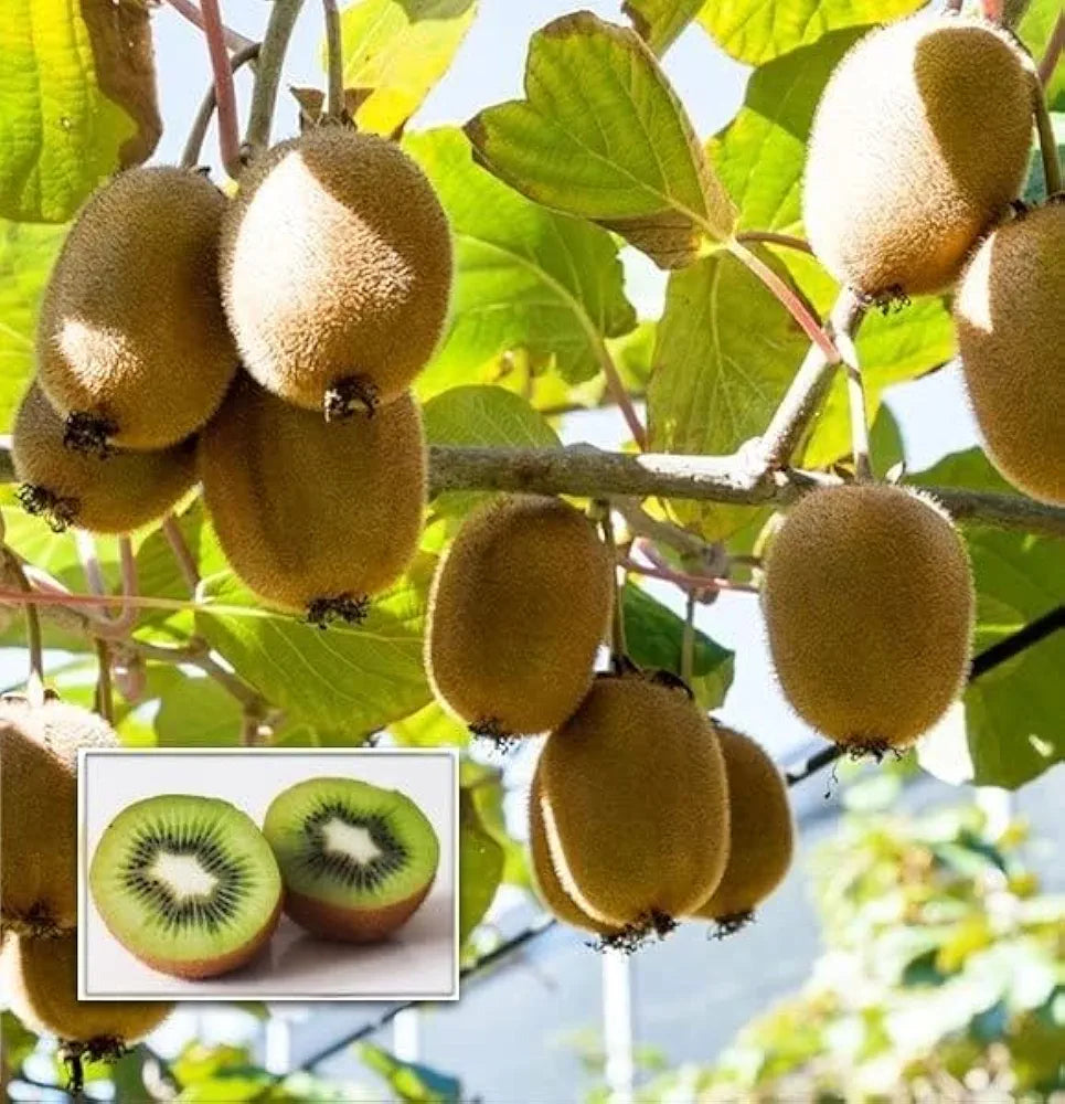 Kiwi,Juicy, Sour And Sweet, Suitable For Home Planting